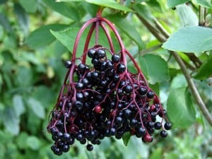 czarny bez, bez czarny, naturalne lekarstwo, przeziębienie, syrop z bzu, nalewka z bzu, czarny bez wino, domowa apteczka