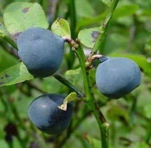 Borówka czernica naturalny środek przeciw biegunce właściwości lecznice jagody, jagoda właściwości, jagody biegunka, jagody przeciw biegunce, jagoda liście właściwości, jagody odwar, borówka odwar, jagody napar, pasteryzowane jagody, sok z jagód, przetwory z jagód,