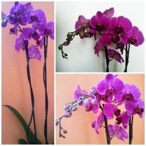 jak pielęgnować storczyki, pielęgnowanie storczyka, orchidea pielęgnowanie, przesadzanie storczyków, podlewanie storczyka