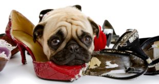 Co zrobić żeby pies nie gryzł mebli, butów i innych rzeczy?