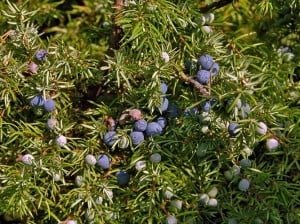 Jałowiec pospolity jałowiec, lek moczopędny, zioła na nerki, leczenie nerek, domowe sposoby na nerki, oczyszczanie nerek,