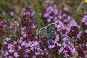Macierzanka piaskowa Macierzanka piaskowa