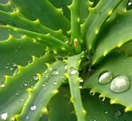 Aloes zastosowanie aloes do picia, aloes zastosowanie, nalewka z aloesu, sok z aloesu, aloes właściwości, aloes trawienie
