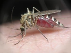 Jak sobie radzić z komarami i meszkami jak sobie radzić z komarami, jak sobie radzić z meszkami, zioła na komary, jak odpędzić komary, co przykładać na ukąszenie owadów, co przykładać na ukąszenie meszek, ukąszenia komarów, co jeść by nie gryzły komary, zapachy których nie lubią komary, komary i olejki eteryczne,