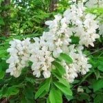 jadalne kwiaty, dania z kwiatów, kwiaty w kuchni, smażone kwiaty cukinii, smażone kwiaty dyni, sałatka z nasturcji, sałatka z mieczyków, jadalne kwiaty Polski, jadalne kwiaty z ogródka, jadalne dzikie kwiaty