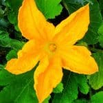 jadalne kwiaty, dania z kwiatów, kwiaty w kuchni, smażone kwiaty cukinii, smażone kwiaty dyni, sałatka z nasturcji, sałatka z mieczyków, jadalne kwiaty Polski, jadalne kwiaty z ogródka, jadalne dzikie kwiaty