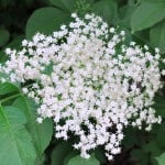 jadalne kwiaty, dania z kwiatów, kwiaty w kuchni, smażone kwiaty cukinii, smażone kwiaty dyni, sałatka z nasturcji, sałatka z mieczyków, jadalne kwiaty Polski, jadalne kwiaty z ogródka, jadalne dzikie kwiaty