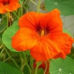 jadalne kwiaty, dania z kwiatów, kwiaty w kuchni, smażone kwiaty cukinii, smażone kwiaty dyni, sałatka z nasturcji, sałatka z mieczyków, jadalne kwiaty Polski, jadalne kwiaty z ogródka, jadalne dzikie kwiaty