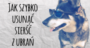 usuwanie sierści, usuwanie sierści psa, usuwanie sierści kota, usuwanie sierści z ubrań, sierść usuwanie, sierść na dywanie