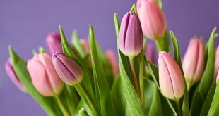 Kwiaty na dzień kobiet