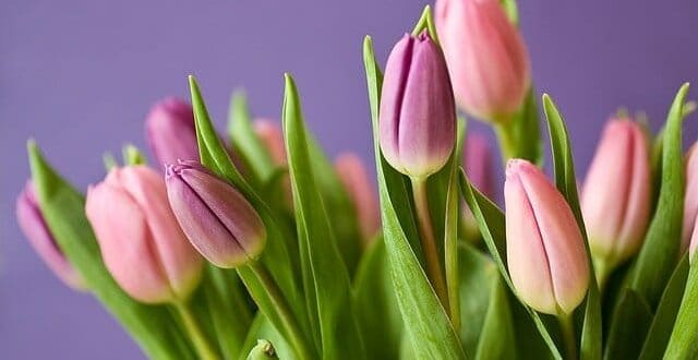 Kwiaty na dzień kobiet