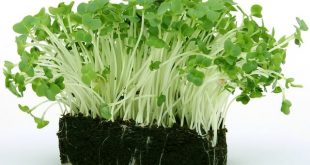 rzezucha - jak sadzic