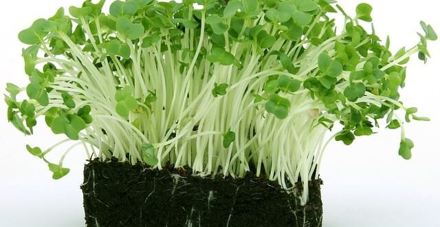 rzezucha - jak sadzic