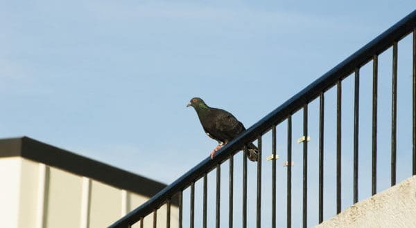 Gołębie - jak się pozbyć