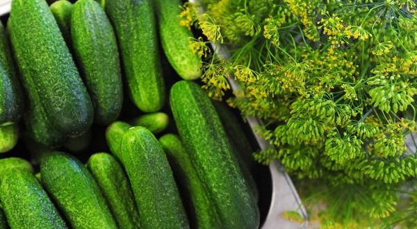 Przepis na ogórki małosolne