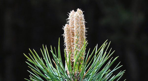 Igła sosny z pączkiem kwiatowym, naturalny element lasu i ogrodu.